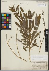 Foto von Salix purpurea L.